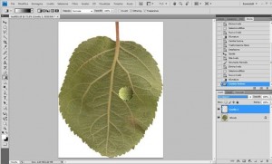 Tutorial photoshop : una goccia d’ acqua